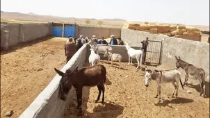 ذبح الاغ در رستوران متروکه قزوین لو رفت/ پدر و پسران در دام پلیس افتادند + عکس