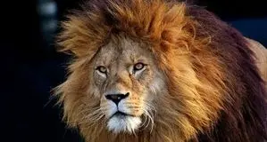 تلف شدن یک قلاده شیر در یک مجموعه گردشگری