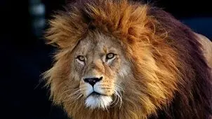 تلف شدن یک قلاده شیر در یک مجموعه گردشگری