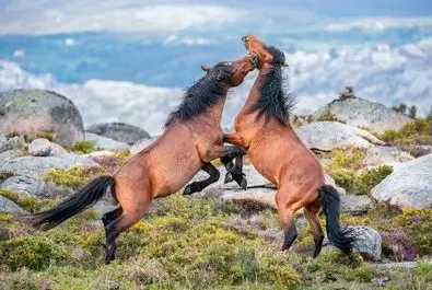 درگیری دو اسب نژاد گارونوس در پارک ملی پندا خه‌رس پرتغال