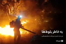 به خاطر بلوط‌ها