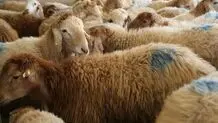 قیمت دام زنده نزولی شد