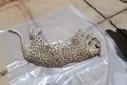 مرگ‌دو‌قلاده پلنگ در قزوین