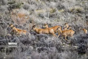 ورود به مناطق حفاظت‌شده خراسان شمالی در فصل زادآوری ممنوع شد