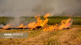 سوزاندن کاه و کلش شالیزارها پیگرد قانونی دارد

