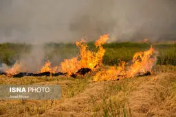 سوزاندن کاه و کلش شالیزارها پیگرد قانونی دارد

