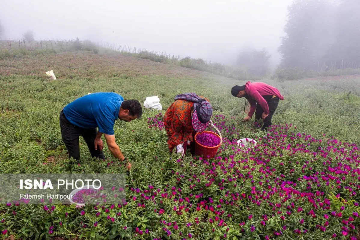 برداشت گل‌گاوزبان در روستای آغوزبن کندسر
