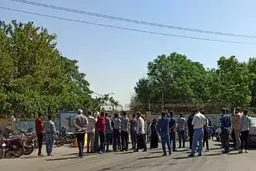 قطع بیش از یک‌هزار اصله درخت در مشهد