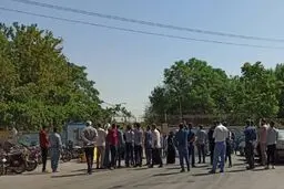 قطع بیش از یک‌هزار اصله درخت در مشهد