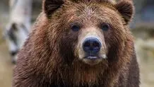 توله خرس قهوه ای در سواکوه تلف شد 