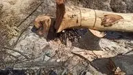 توضیح شهرداری منطقه ۹ تهران درباره قطع درختان میدان آزادی