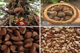 دانه‌ای مفید با روی تاریک: احتمال سرطان‌زایی! 