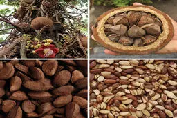 دانه‌ای مفید با روی تاریک: احتمال سرطان‌زایی! 