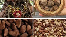 دانه‌ای مفید با روی تاریک: احتمال سرطان‌زایی! 