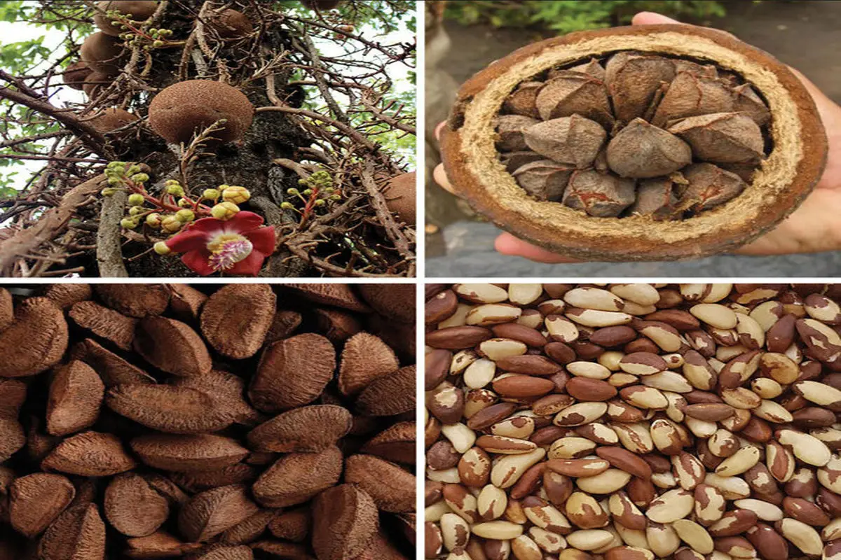 دانه‌ای مفید با روی تاریک: احتمال سرطان‌زایی! 