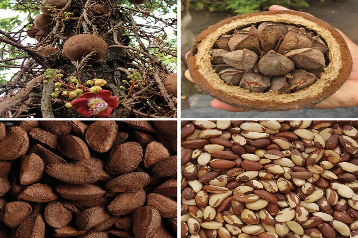 دانه‌ای مفید با روی تاریک: احتمال سرطان‌زایی! 