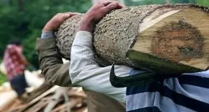 قاچاقچی چوب با «داس و تبر» به جان جنگلبانان آملی افتاد + ویدیو