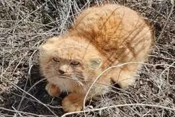 گربه ایرانی در کرمان