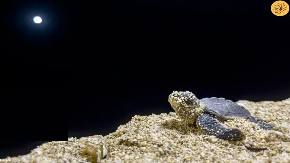  لاک‌پشت‌هایی که راهی خلیج فارس شدند