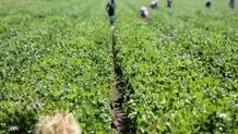 Iran's H1 agrifood exports register 3.3m tons worth $1.8 bn