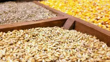 اعلام نرخ‌های تازه؛ نهاده‌های دامی، روغن و شکر خام گران یا ارزان؟