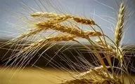 واریز بیش از 532 هزار میلیارد ریال وجوه خرید تضمینی گندم توسط بانک کشاورزی