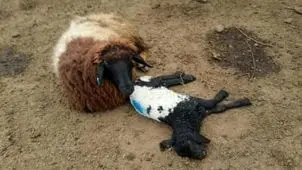 ضرورت اقدام فوری درباره شیوع جدی تب‌برفکی در برخی دامداری‌ها