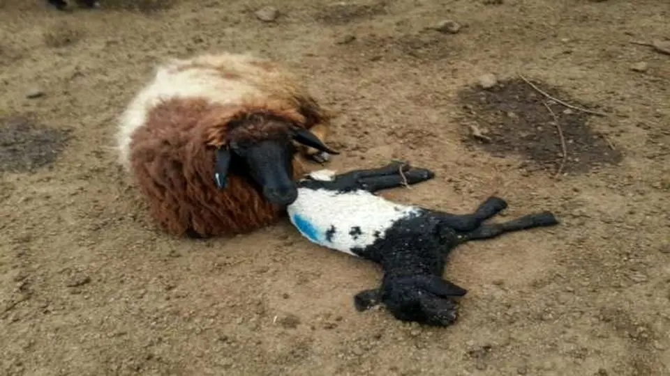 ضرورت اقدام فوری درباره شیوع جدی تب‌برفکی در برخی دامداری‌ها