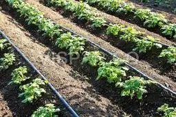 آبیاری قطره‌ای برای 2 میلیارد نفر!
