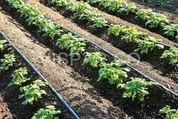 آبیاری قطره‌ای برای 2 میلیارد نفر!

