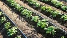 آبیاری قطره‌ای برای 2 میلیارد نفر!
