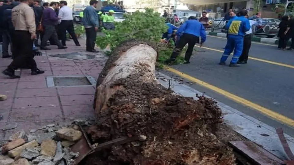 انسداد مسیر خیابان ولیعصر(عج) به علت سقوط درخت