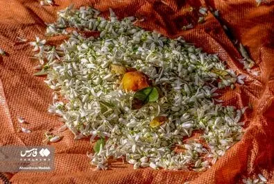 بهار نارنج فروردینی شیراز
