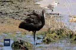 تنوع جالب پرندگان در کیش+ ویدئو