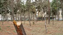 امانی: ۴۰ ماه در برابر خشکیدگی درختان چیتگر کوتاهی کردیم