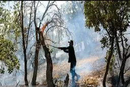 آتش سوزی جنگل‌های استخرپیشت نکا مهار شد
