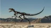 اسکلت دایناسور نوزاد به حراج گذاشته شد