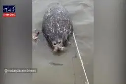 مرگ یک قلاده فوک خزری دیگر + ویدئو