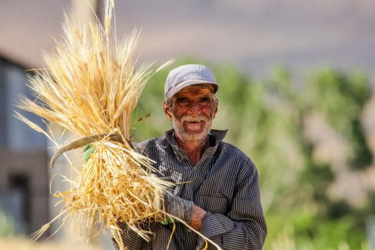 قیمت تضمینی گندم سال ۱۴۰۵ اعلام شد

