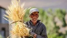 قیمت تضمینی گندم سال ۱۴۰۵ اعلام شد

