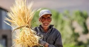 نرخ خرید تضمینی گندم بالاخره مشخص شد/ جزئیات جلسه شورای قیمت‌گذاری را بخوانید