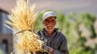 محدودیت تازه دولت برای کشاورزان