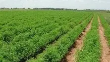 جهش تولید در دیمزارها، گامی در جهت امنیت غذایی کشور
