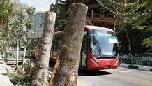 بزم درخت کُشی!