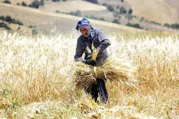 دلبستگان کشکان
