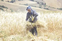دلبستگان کشکان
