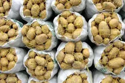 افزایش 20 درصدی قیمت سیب زمینی
