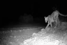 ۳ پلنگ ایرانی در پناهگاه حیات وحش عباس آباد مشاهده شد