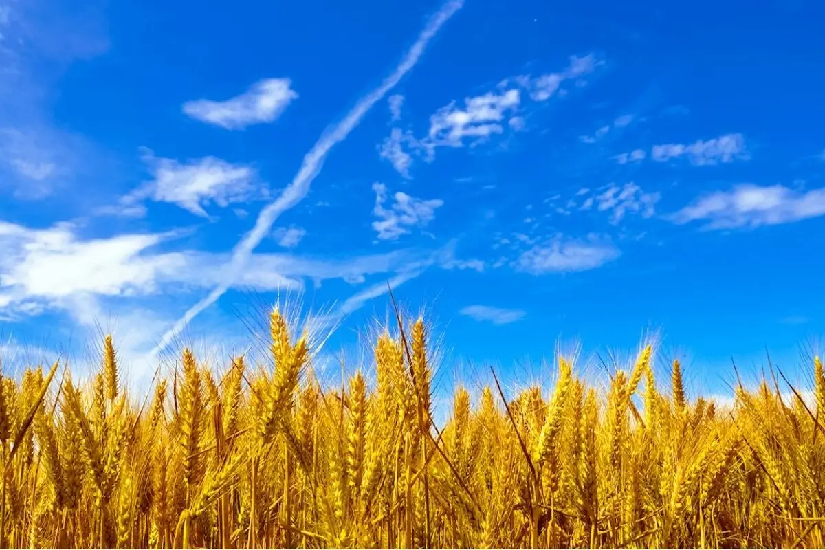 قیمت خرید تضمینی گندم به روز می شود؟