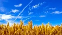 خبر مهم درباره قیمت گندم و پرداخت مطالبات کشاورزان و گندم‌کاران/ قیمت خرید تضمینی گندم افزایش می‌یابد؟